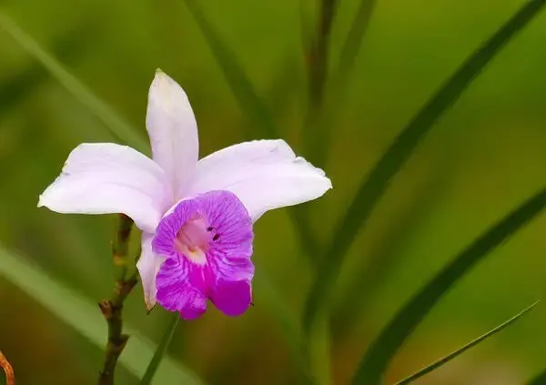 Esse tipo de orquídea não resiste a geadas