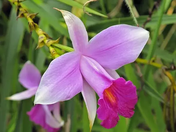 Invista em um lindo e charmoso jardim com orquídea bambu