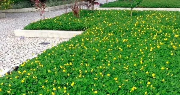 Jardim com grama amendoim florido