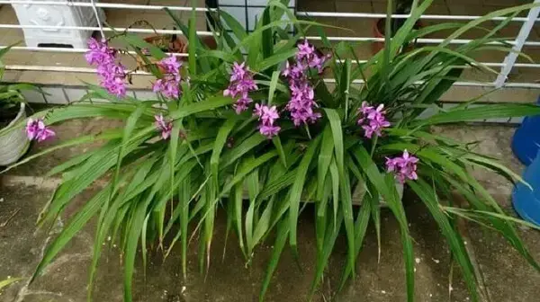 Orquídea Bambu: Aprenda Como Plantar e Cuidar em 6 Passos