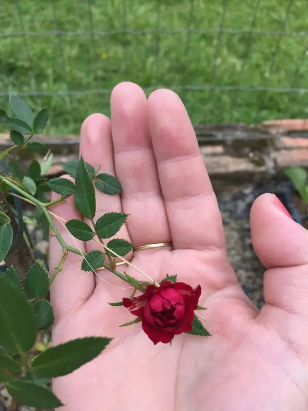  Mini rosa trepadeira na palma da mão