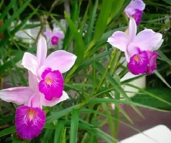 O jardim com orquídea bambu fica repleto de cores