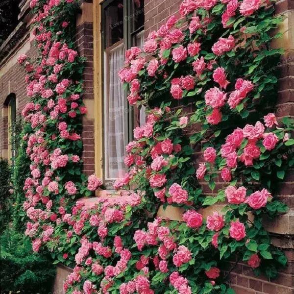Plante a rosa trepadeira próxima as janelas da casa