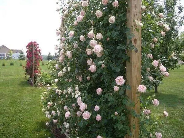 Rosa trepadeira plantada em estrutura de madeira