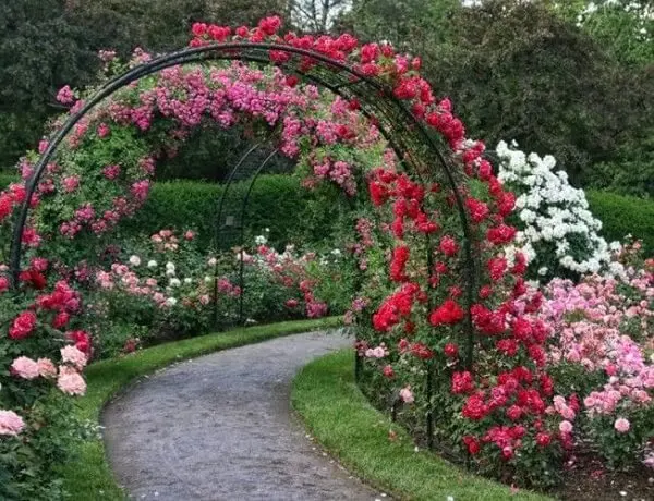 Transforme a decoração do seu jardim com a rosa trepadeira