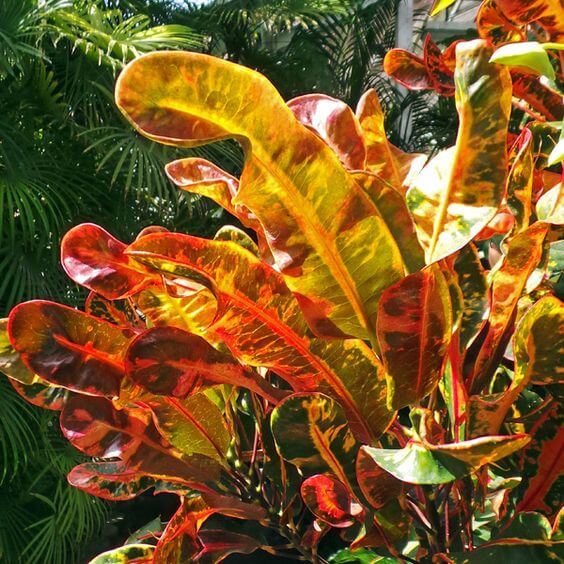 Croton variegatum 