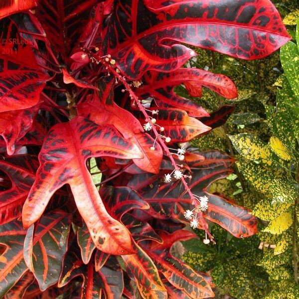 Croton vermelho no jardim