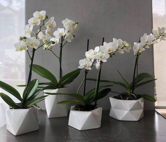 Mini orquídea branca para decoração de casa