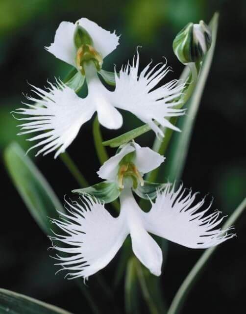Orquídea garça branca super rara