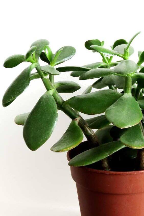 Vaso simples de planta jade