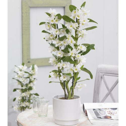 Vaso com orquídea branca bambu