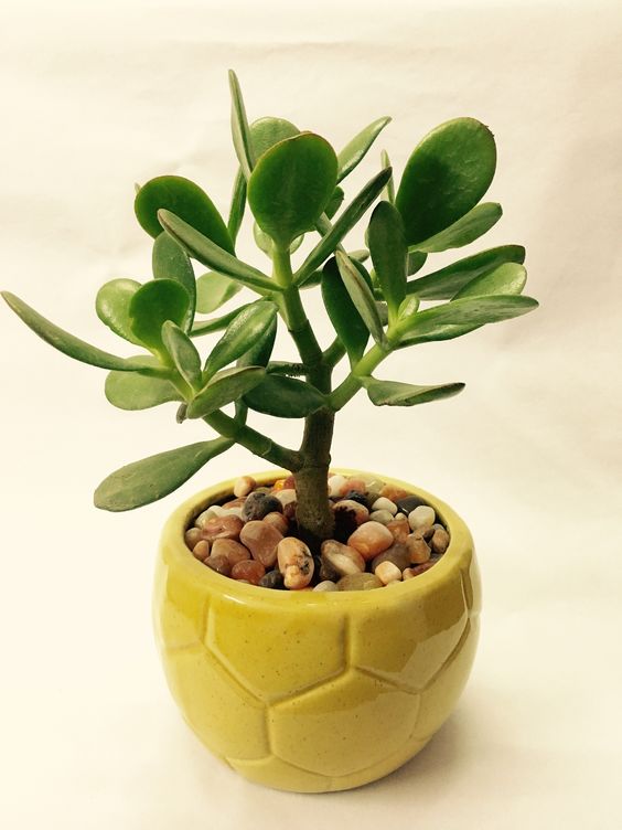 Vaso de planta jade