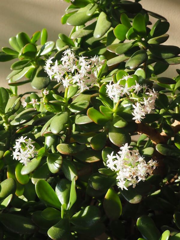 Vaso de planta jade com flores brancas perfumadas