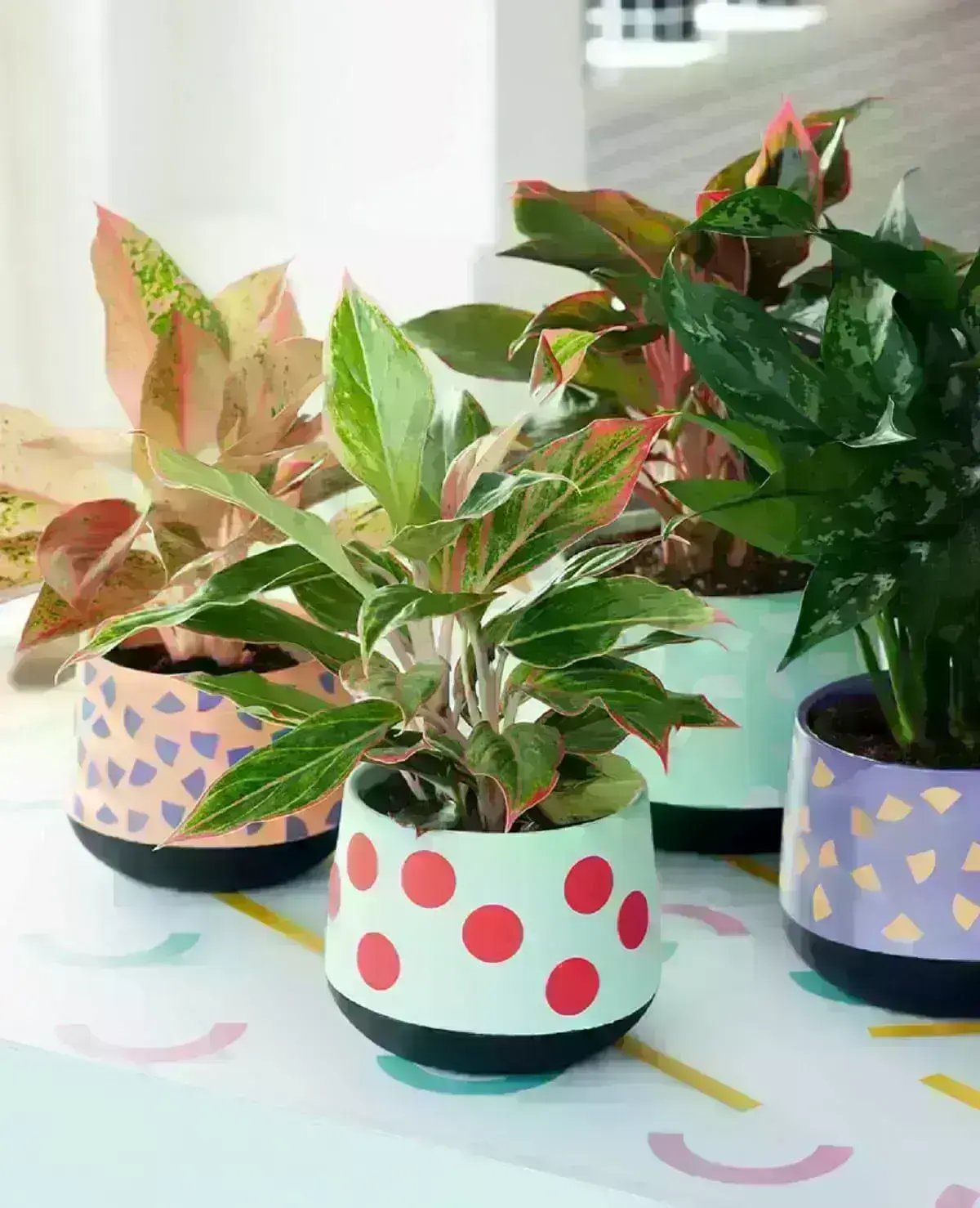 Aglaonema: Planta Perfeita Para Presentear ou Cultivar Dentro de Casa