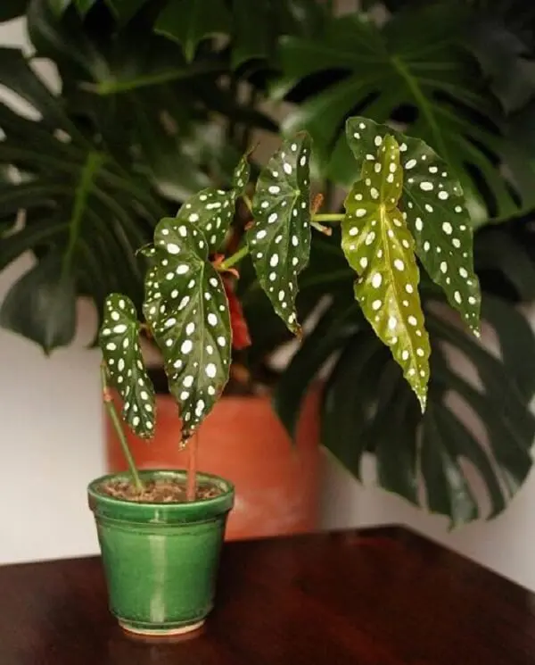 A Begônia Maculata é a mais nova tendência floral na decoração