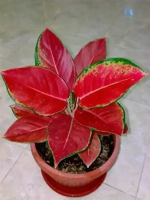 As folhas da Aglaonema vermelha não passam despercebidas no ambiente
