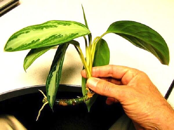 Como cultivar a planta Aglaonema da maneira correta