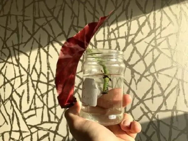 Para fazer begonia maculata muda corte um pedaço de caule com cerca de 4 folhas e coloque na água até a formação das raízes