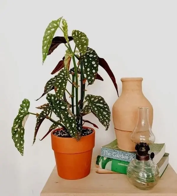 Se surpreenda com o visual exótico e aprenda como plantar Begônia Maculata