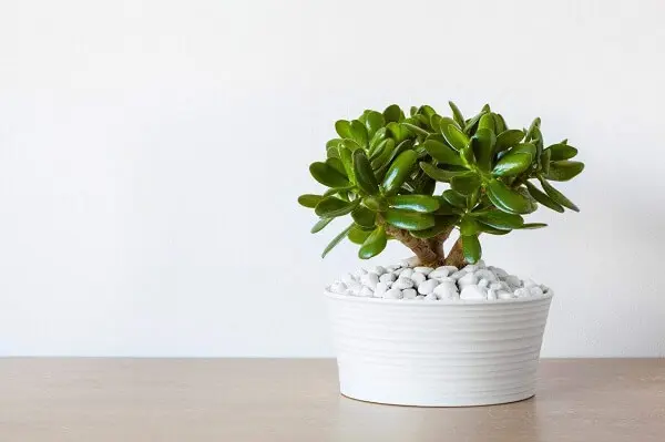 A Planta Jade é uma das opções de plantas fáceis de cuidar em vasos