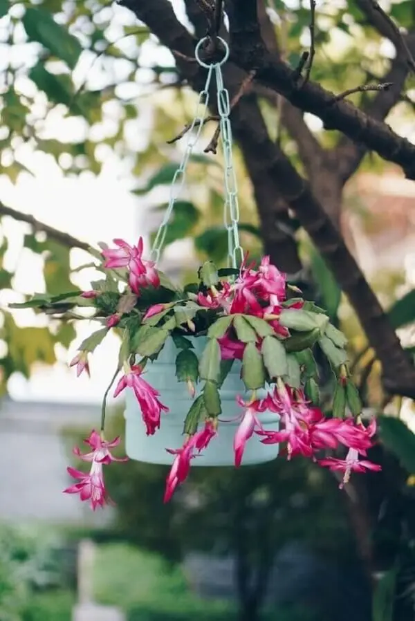 A flor de maio é uma das flores para vasos suspensos