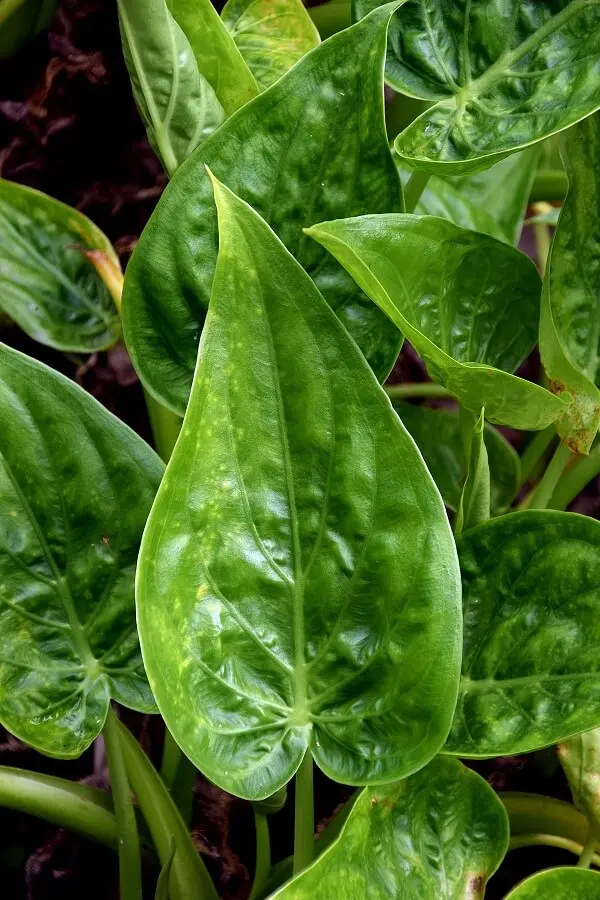 A folhagem bem verde da Alocasia Cucullata é majestosa