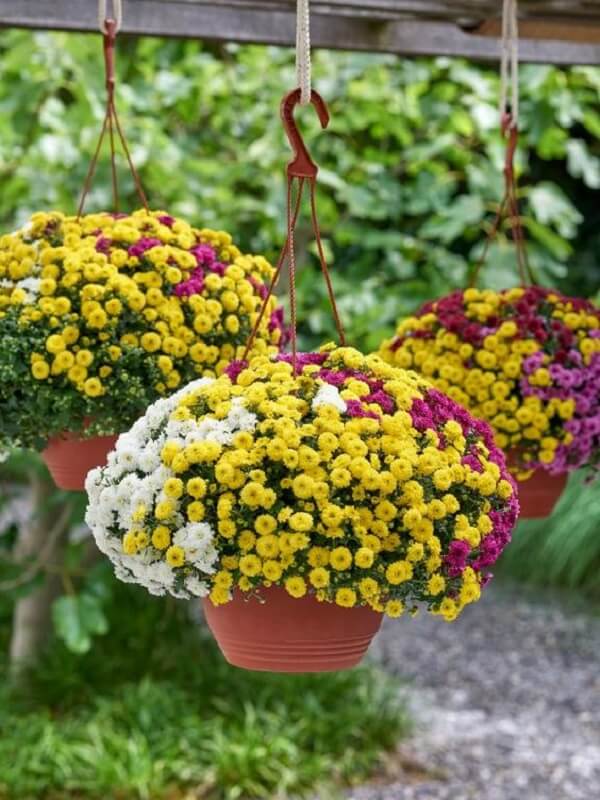 Mescle tonalidades de flores para vasos suspensos
