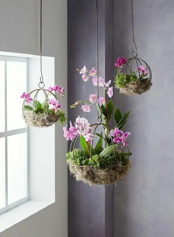 Mini orquídeas cultivadas como flores para vaso suspenso