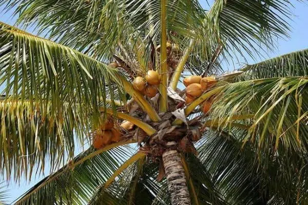 Conheça as características do coqueiro anão