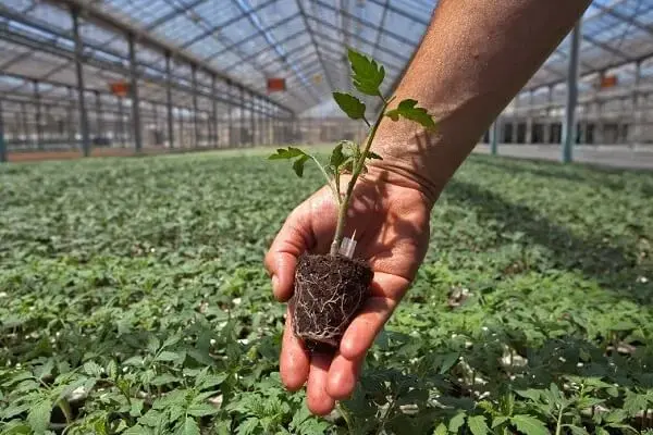 Durante as fases de como montar um viveiro de mudas de hortaliças fique atento as condições do solo, clima e água