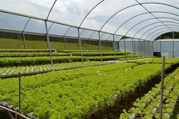 Produção de mudas em viveiro de hortaliças