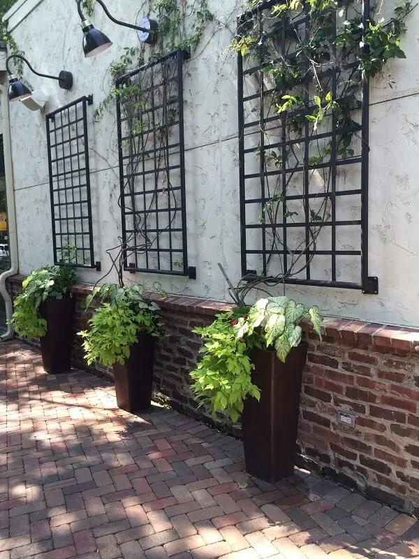 As plantas trepadeiras são ótimas para decoração de muro externo