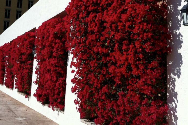 Muros decorados com plantas coloridas trazem alegria para o ambiente