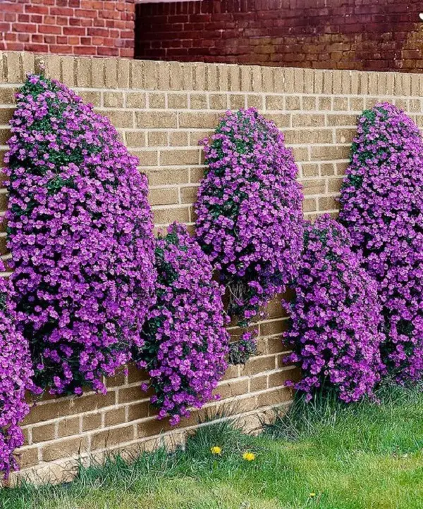Muros decorados com plantas do tipo petúnias