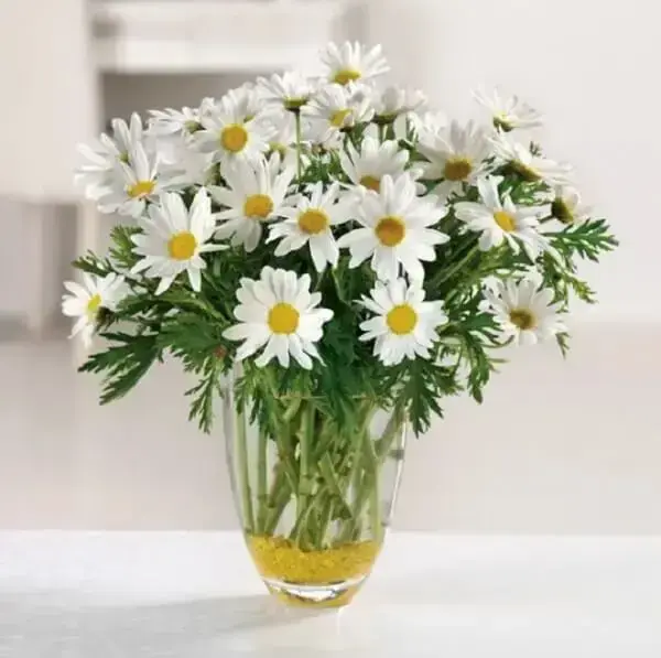 O vaso de margarida transparente realça a beleza da flor