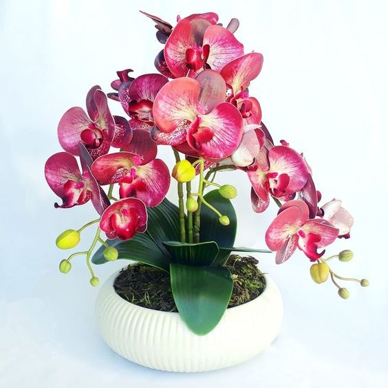 Vaso de orquídea marsala