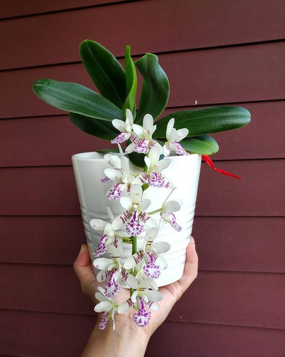 Vaso para orquídea branca