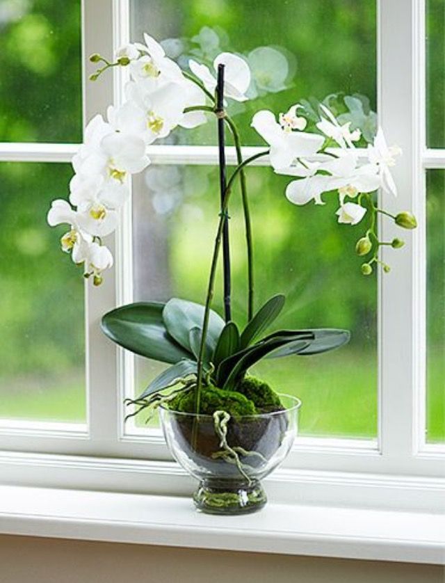 Vaso de orquídea de vidro