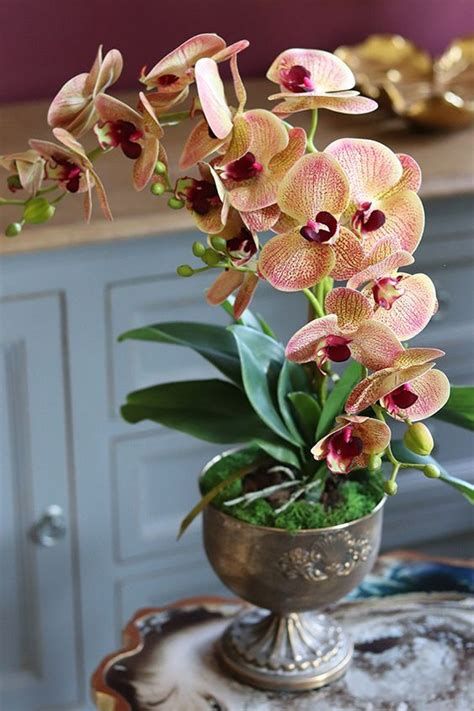Capriche na escolha do vaso de orquídea
