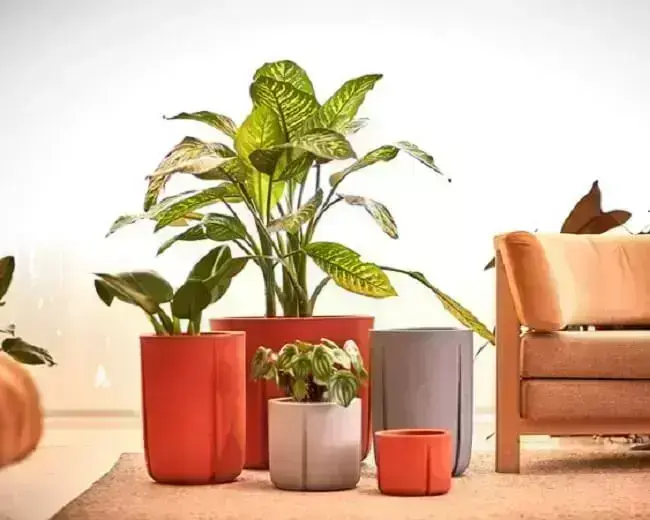 Os vasos decorativos podem conter plantas ou não