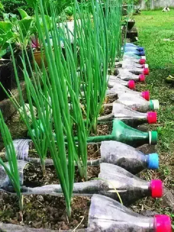 Cebolinhas são alguns dos temperos que podem ser cultivados na horta com garrafa pet no chão