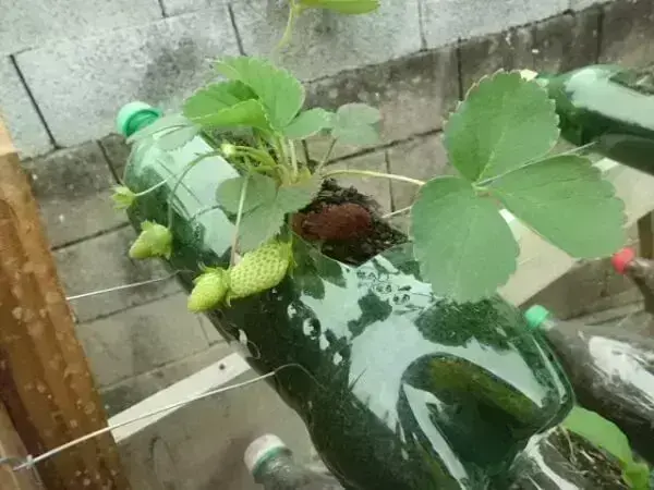 Horta com garrafa PET: plantação de morangos orgânicos