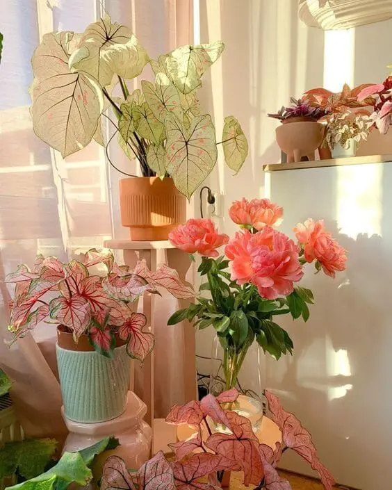 Flores e plantas cor de rosa para decoração