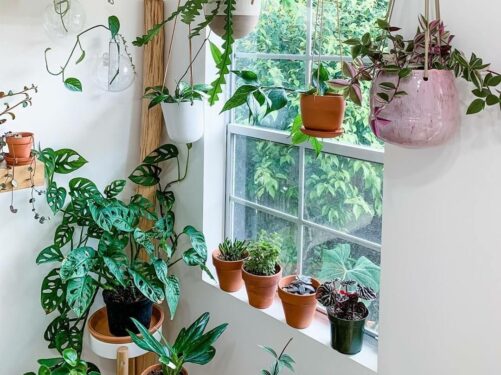 Nunca é demais trazer mais plantas para a decoração da janela. Fonte: ApkGK