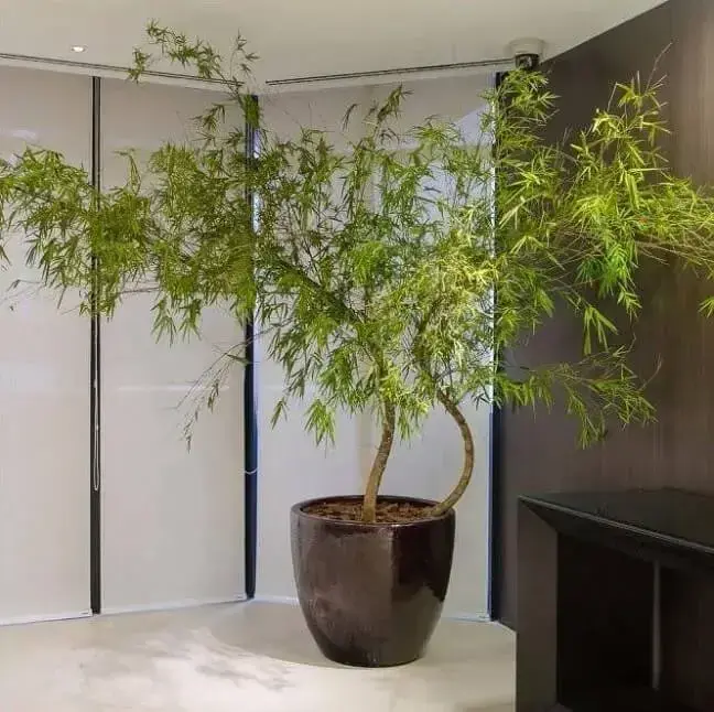 10 Plantas de interior que podem iluminar até os cantos mais escuros da sua  casa / Incrível