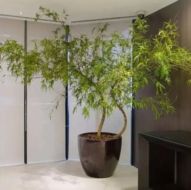 O bambu mossô é uma das plantas para dentro de casa que podem ser utilizadas para compor a decoração do canto da sala. Fonte: Safari Garden