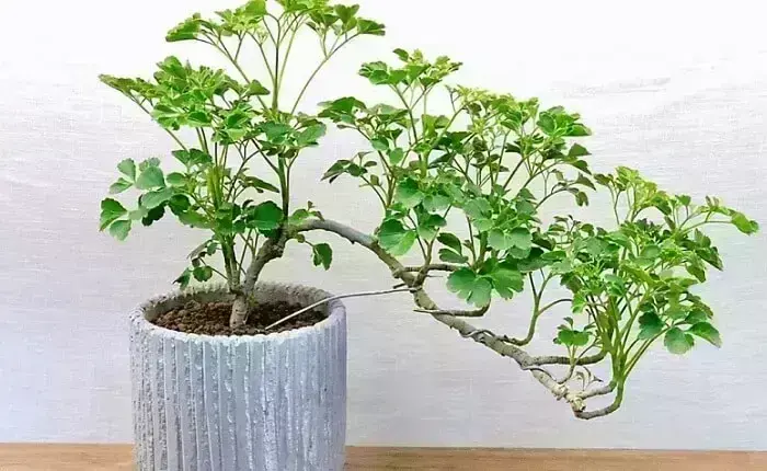 Plantas que protegem sua casa: a árvore da felicidade quando cultivada traz fortuna para o lar