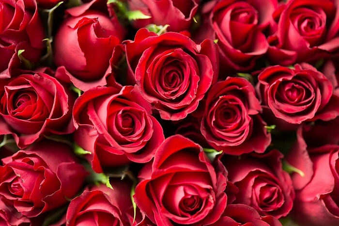 Utilize as pétalas de flores de rosas vermelhas para decorar a mesa de um jantar romântico. Fonte: Pixabay