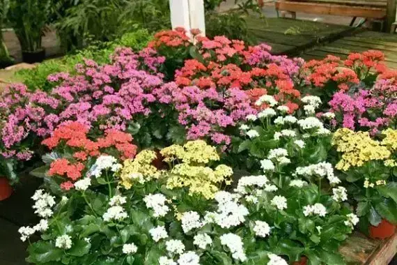  A flora calandiva tem várias cores