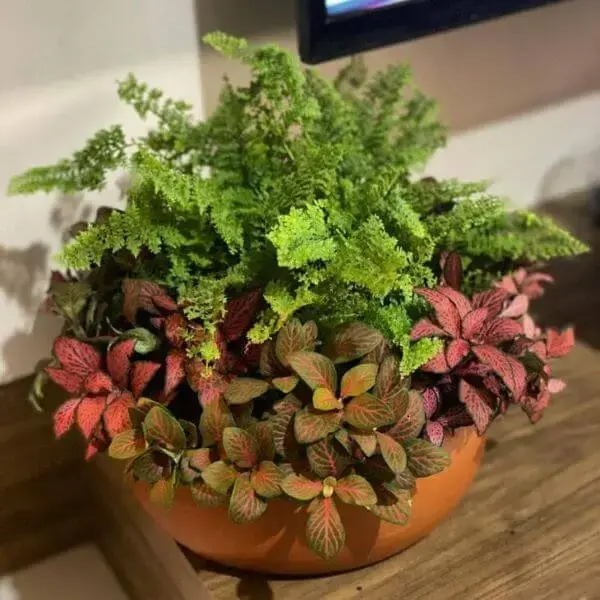 Fitônia com plantas para decorar a sala